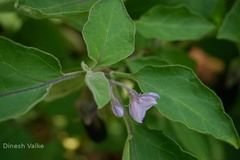 Solanum melongena var. melongena